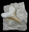 Otodus Shark Tooth Fossil In Rock - Eocene #60193-1